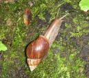 New snail friend